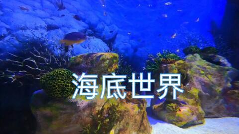 谁爆料热带鱼了视频,热带鱼视频引发热议,真相究竟如何? 第2张 谁爆料热带鱼了视频,热带鱼视频引发热议,真相究竟如何? 第2张
